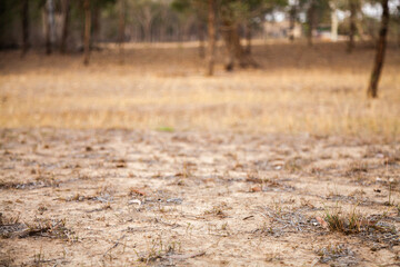 Dead grass and dirt in paddock during drought