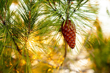 pine cone on tree and golden light