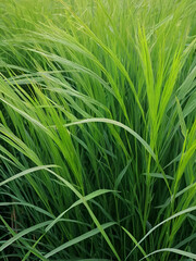 In the meadow growing cereal plant grass Elymus repens