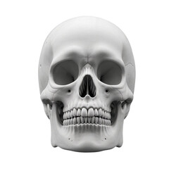 Obraz premium Realistic Human Skull Front View – Anatomical Bone Structure on Transparent Background