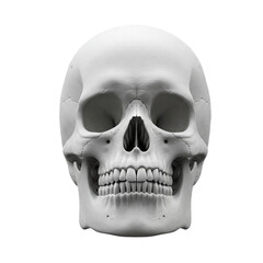 Fototapeta premium Realistic Human Skull Front View – Anatomical Bone Structure on Transparent Background