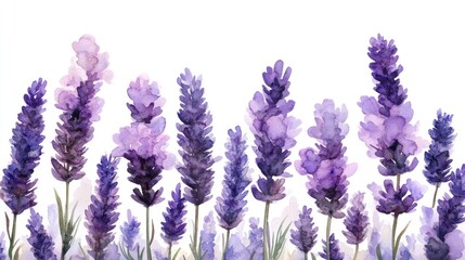 Naklejka premium Elegant watercolor lavender flowers with soft purple hues, white background