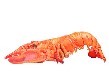 Lobster isolated on white