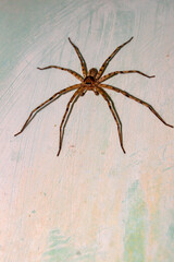 Very large spider. Detailed photo of spider. Omni-directional shot. Close-up photo.