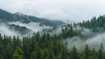 Misty Forest Canopy, Ethereal Beauty of Evergreens Shrouded in Cloud