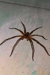 Very large spider. Detailed photo of spider. Omni-directional shot. Close-up photo.