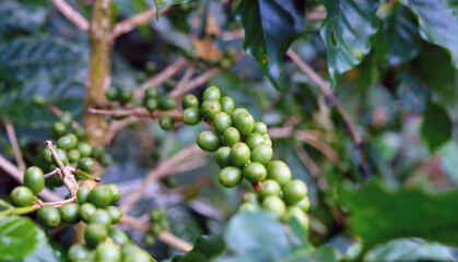 Close up Green seed berries harvest arabica coffee garden. Green coffee bean berry plant fresh raw seed coffee tree growth in eco organic farm. Fresh coffee bean green leaf bush ecology berry plant