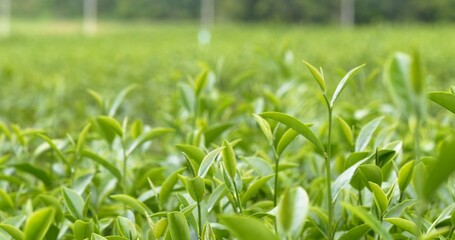 Green tea tree leaves field young tender bud herbal Green tea tree in camellia sinensis organic farm. Close up Fresh Tree tea plantations mountain green nature in herbal farm plant background morning