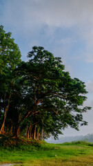 Fototapeta premium the height of the trees in a national park