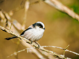 枝に留まるエナガ