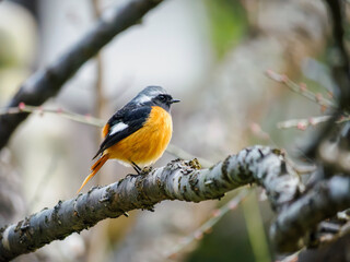 ジョウビタキの雄