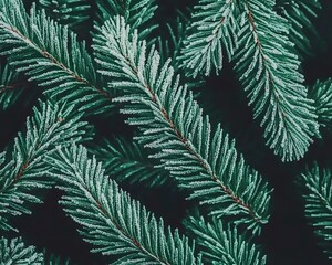 Close up of frosted pine tree branches showing needle details