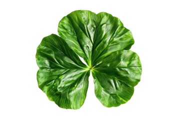 Obraz premium Simple and fresh green clover leaf isolated on white background, traditional Irish lucky symbol perfect for St. Patrick’s Day and festive designs.