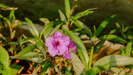 purple golden flowers blooming in a garden