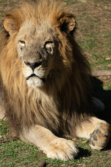 Lion, Wildlife, Africa - A majestic lion rests in the African savanna, showcasing its powerful presence and captivating beauty.
