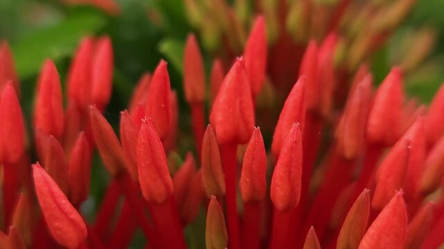 Lxora flower or spike flowers blooming 