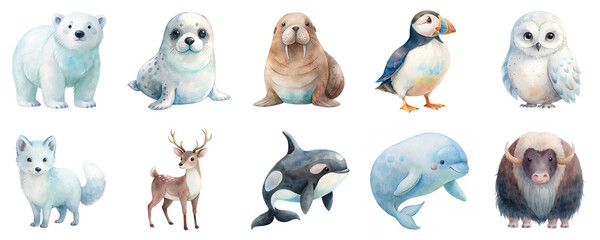 Adorable arctic and marine animals in watercolor illustration set. Collection includes polar bear, seal, walrus, puffin, snowy owl, arctic fox, orca, beluga whale isolated on transparent background.