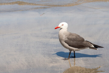 Heermann's gull (Larus heermanni) on the beach in Mazatlan, Mexico
