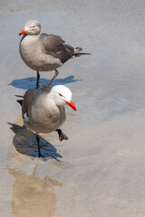 Heermann's gulls (Larus heermanni) on the beach in Mazatlan, Mexico