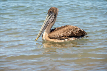 Brown pelican (Pelecanus occidentalis) swimming just off the beach in Mazatlan, Mexico