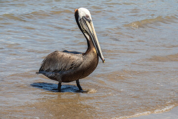 Brown pelican (Pelecanus occidentalis) on the beach in Mazatlan, Mexico