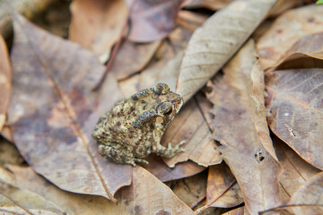 Close-up view of Toad on dried leaf