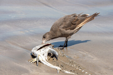 Juvenile Heermann's gull (Larus heermanni) eating a fish head on the beach in Mazatlan, Mexico