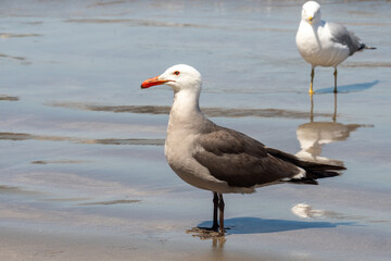 Heermann's gull (Larus heermanni) on the beach in Mazatlan, Mexico