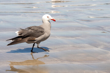 Heermann's gull (Larus heermanni) on the beach in Mazatlan, Mexico