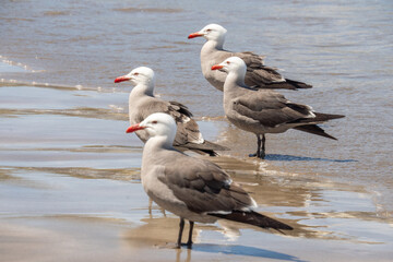 Flock of Heermann's gulls (Larus heermanni) on the beach in Mazatlan, Mexico