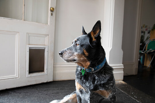 Australian cattle dog sitting on the floor inside a room