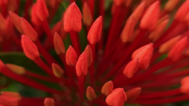 Lxora flower or spike flowers blooming 