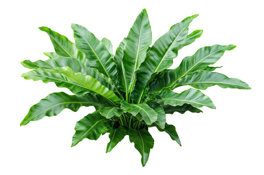 A lush, asplenium antiquum fern plant isolated over transparent background, PNG cut-out

