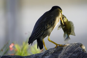 Green-backed bittern 
devouring a cichlid, (Butorides striata) Ardeidae family. Fortaleza Ceará, Brazil.
