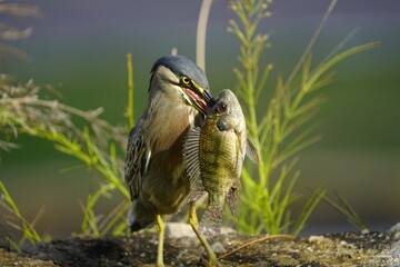 Green-backed bittern 
devouring a cichlid, (Butorides striata) Ardeidae family. Fortaleza Ceará, Brazil.