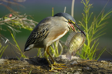 Green-backed bittern 
devouring a cichlid, (Butorides striata) Ardeidae family. Fortaleza Ceará, Brazil.