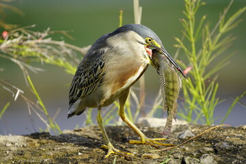 Green-backed bittern 
devouring a cichlid, (Butorides striata) Ardeidae family. Fortaleza Ceará, Brazil.