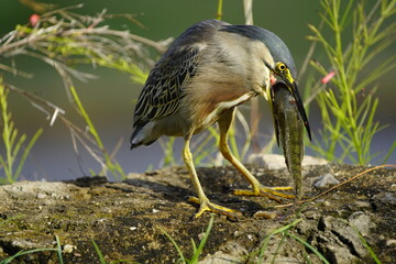 Green-backed bittern 
devouring a cichlid, (Butorides striata) Ardeidae family. Fortaleza Ceará, Brazil.