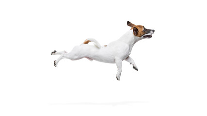 Side view dynamic image of active dog, Jack Russel terrier in motion, jumping high, flying against...