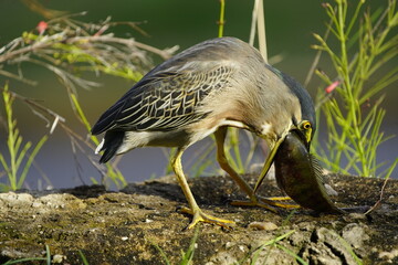 Green-backed bittern 
devouring a cichlid, (Butorides striata) Ardeidae family. Fortaleza Ceará, Brazil.