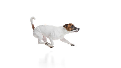 Dynamic image of active, purebred dog, Jack Russell Terrier running, galloping against white studio...