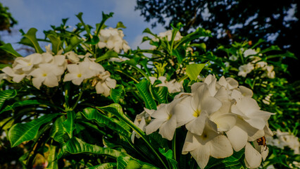 photo of a frangipani flower in the garden