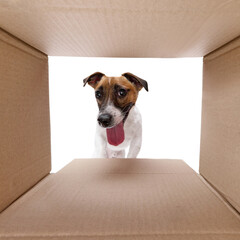 Curious and happy dog, Jack Russel Terrier with tongue sticking out looking inside carton box...