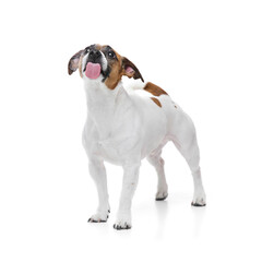 Funny image of joyful dog, Jack Russel Terrier licking glass against white studio background. Per behavior. Concept of animal, pet care, grooming, wellness, vet care. Copy space