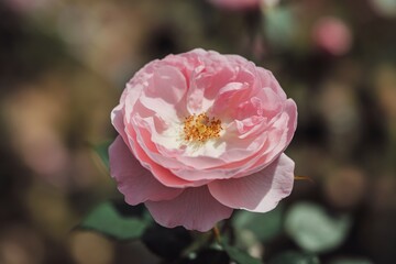 Obraz premium Delicate pink rose blossom with soft petals and golden stamens, showcasing natural beauty in bloom.