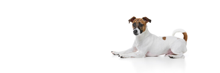 Fototapeta premium Smart and calm dog, purebred Jack Russel terrier lying on floor with front paws outstretched against white studio background. Concept of animal, pet care, grooming, wellness, vet care. Copy space