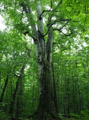 白神山地のブナの巨木