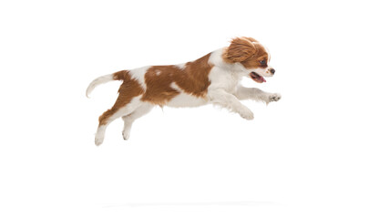 Playful purebred Cavalier King Charles Spaniel dog, funny pet leaping mid-air with joyful...