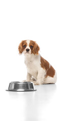 Patient spaniel puppy lying down and waiting near metal food bowl against white studio background....