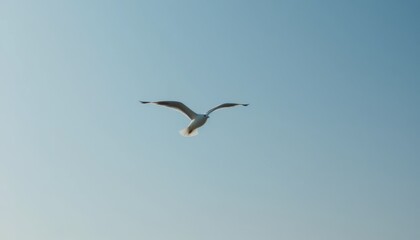 Obraz premium Seagull Gliding Gracefully Against a Clear Blue Sky with Light Clouds in the Background